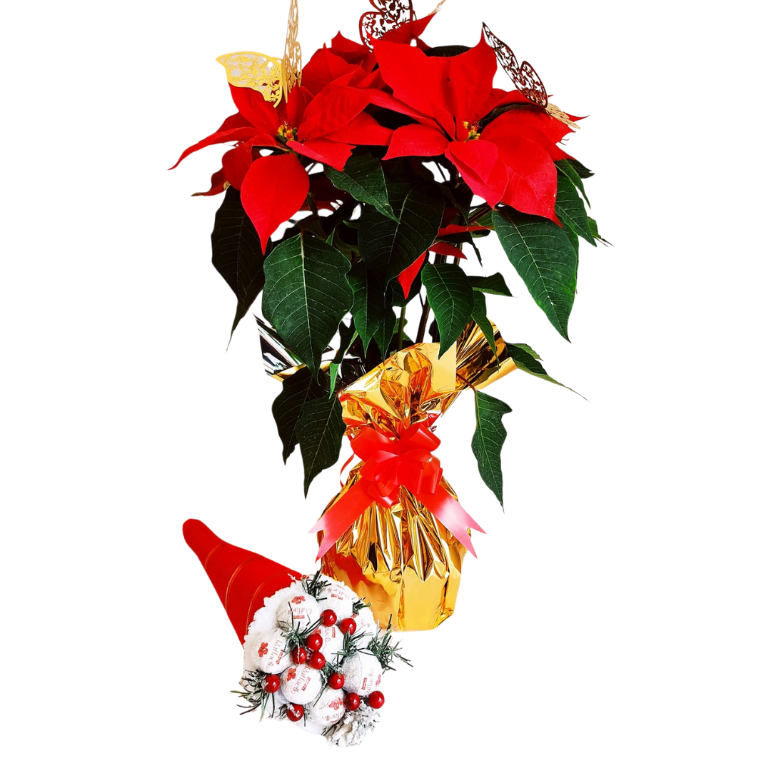 Arreglo frutal Paq 19 devorame